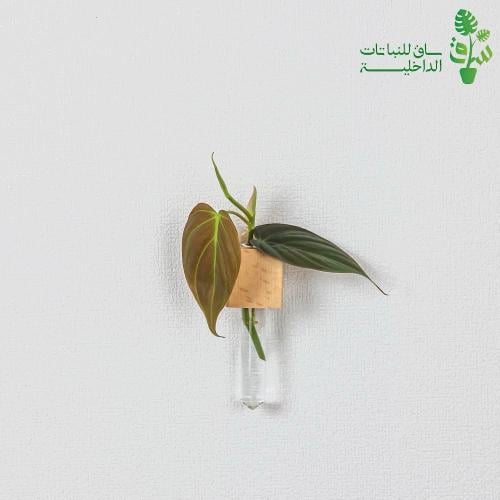 عقلة فيلوديندرون بمركن زجاجي مع مغناطيس للتثبيت