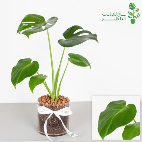 مونستيرا بمركن زجاجي مع ربطة فيونكة
