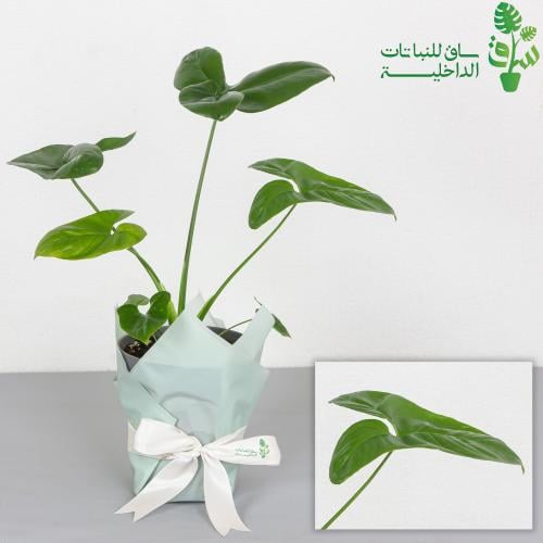 فيلوديندرون جولدي Philodendron goeldii