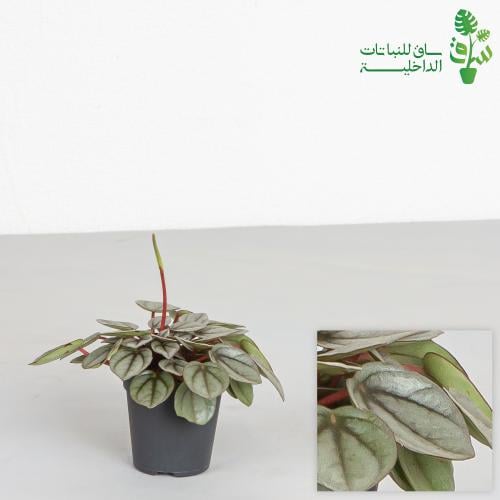 ببروميا سانتوريني صغيرة