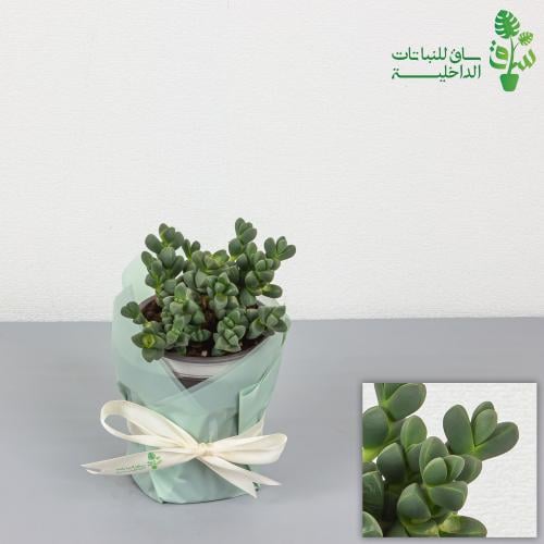 استريديا فيلوتينا