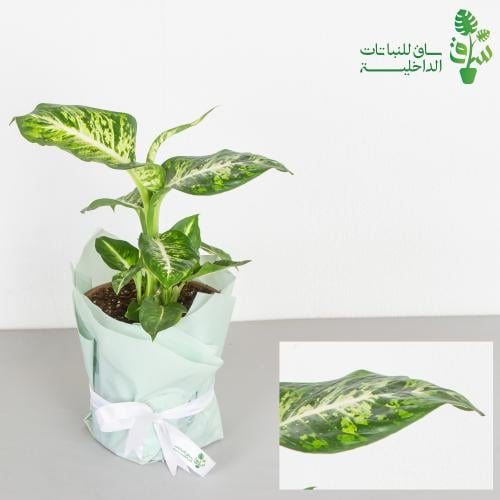 ديفنباخيا موهيتو