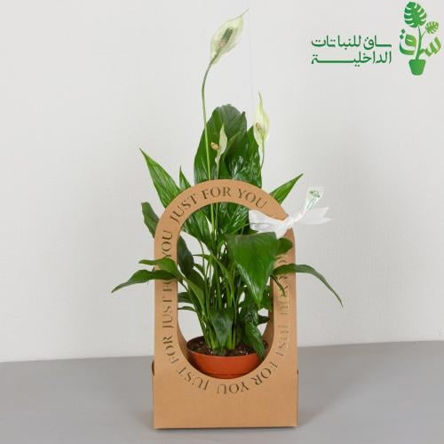 الاشرعة البيضاء سباتفليم مناسبة للإهداء بتغليف اسو...