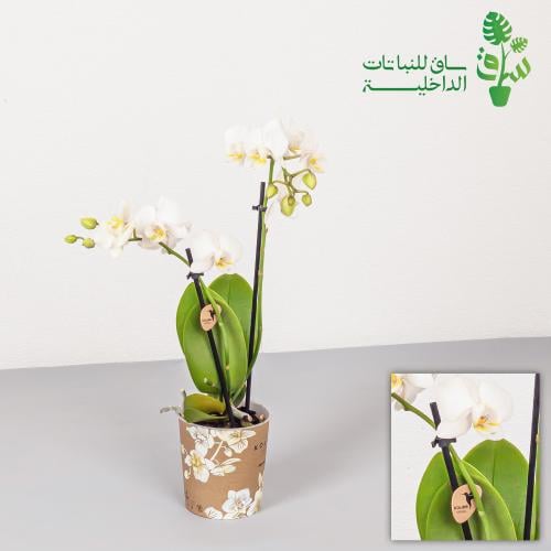 اوركيد ابيض كبير