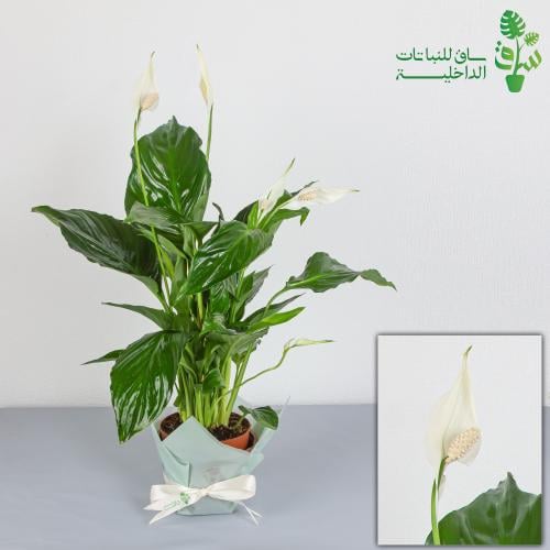 الاشرعة البيضاء سباتفليم كبيرة