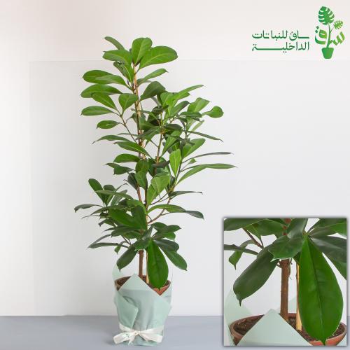 فيكس كاستيفولا