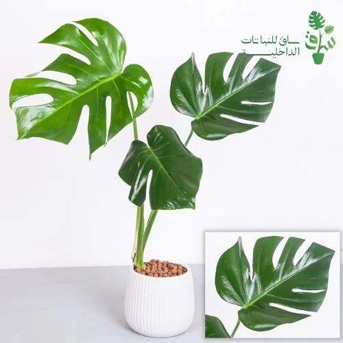مونستيرا مجهزة بمركن بخطوط طولية مع كرات اللكا