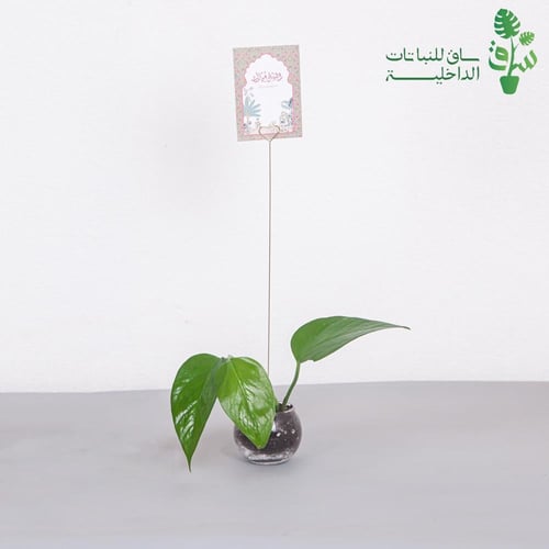 توزيعات العيد عقل بوتس بمركن زجاجي وكرت اهداء