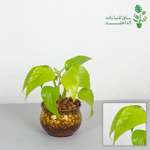 بوتس نيون مجهزة بمركن بتصميم كلاسيكي