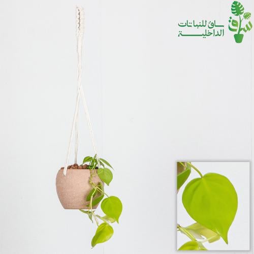 فيلوديندرون كورداتوم نيون مجهزة بمركن معلق
