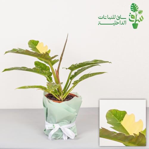 فيلوديندرون حلقة النار Phillondron Ring Of Fire