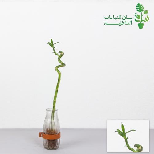 ساق البامبو حلزوني بدون مركن زجاجي