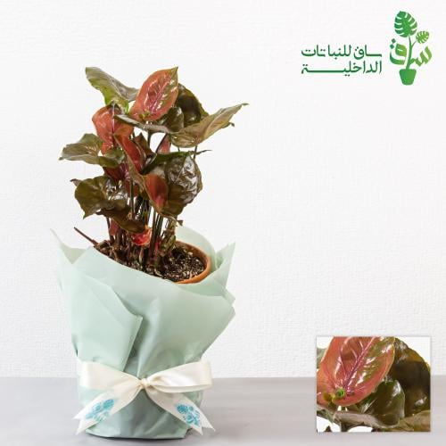 سنجونيوم بينك ماريا