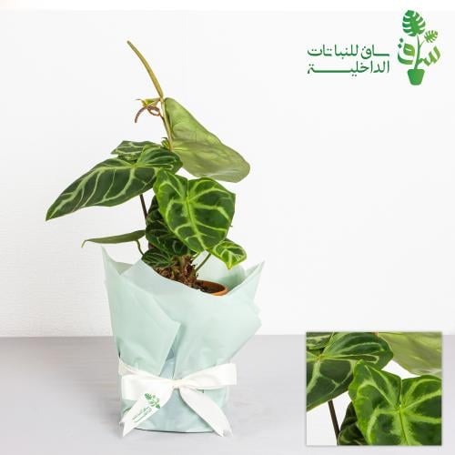 انثيريوم بلش فضي