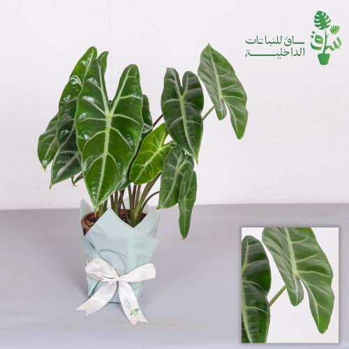 الوكاسيا