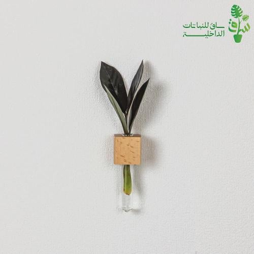 عقلة زاميا سوداء بمركن زجاجي مع مغناطيس للتثبيت