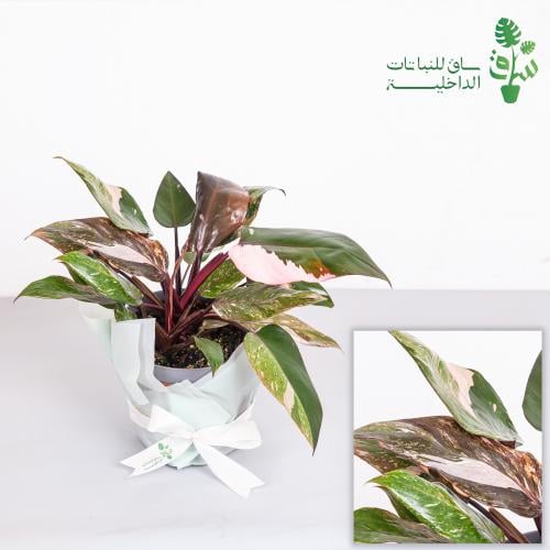 فيلوديندرون الاميرة الوردية