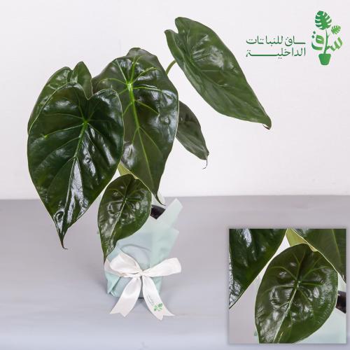 الوكاسيا وينتي كبيرة Alocasia Wentii