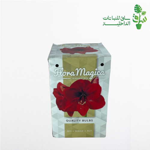 بصيلة امراليس احمر