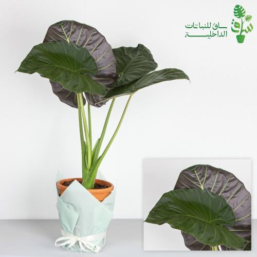 الوكاسيا الدروع الملكية Alocasia Leaves Ferox
