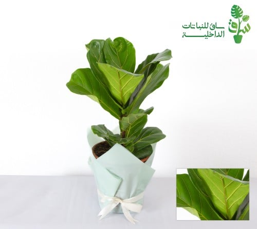 فيكس ليراتا