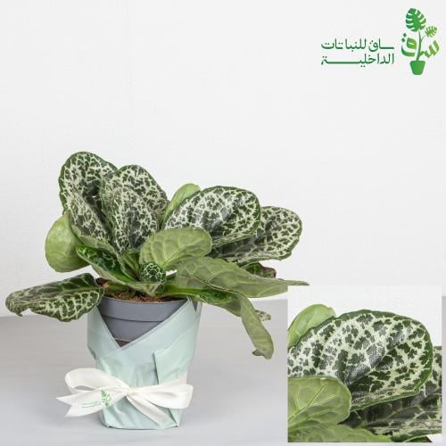 السلحفاة الجميلة ستريبتوكاربوس Streptocarpus Prett...