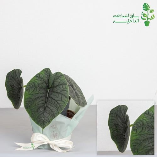 الوكاسيا ميلو Alocasia Melo