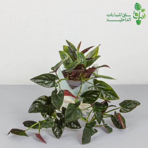 سنجونيوم السهم الاحمر