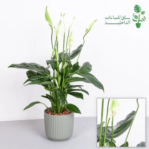 الاشرعة البيضاء كبيرة مجهزة بمركن تيفاني مع كرات ا...