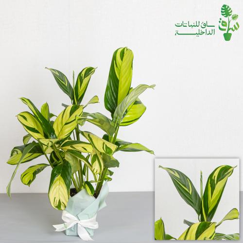 كلاثيا الاندماج الاصفر كبيرة calathea golden Mosai...
