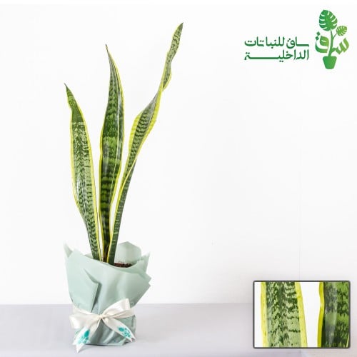 صبار جلد النمر الذهبي