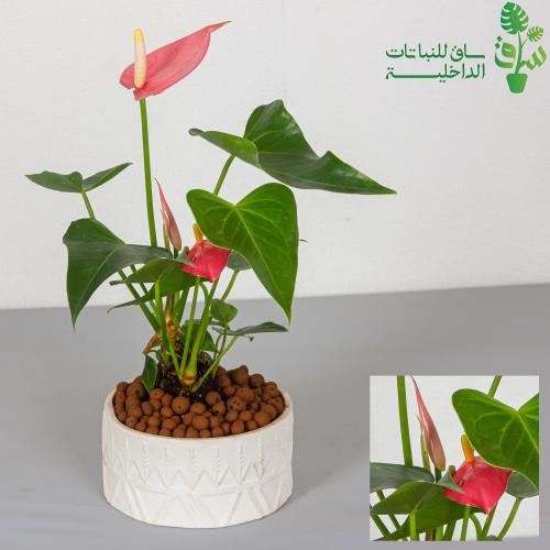 انتوريوم بمركن بنقش نجدي