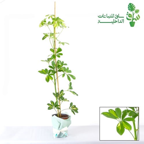 شفليرا مبرقشة