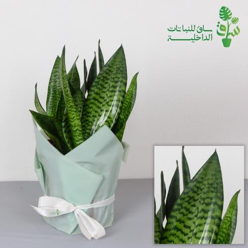 جلد النمر سلفر كبيرة