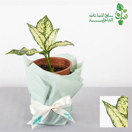 اجلونيميا بياض الثلج