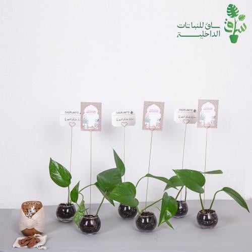 6 توزيعات العيد عقل بوتس بمراكن زجاجية وكروت اهداء