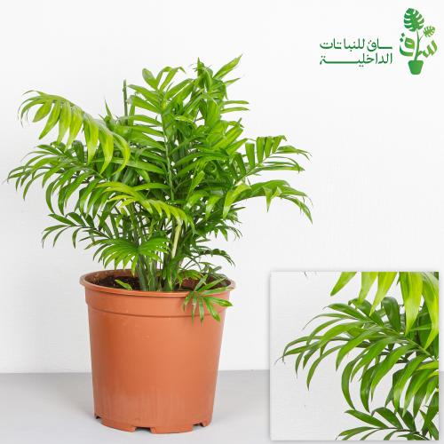 شامدوريا كبيرة