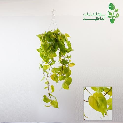 فيلوديندرون كورداتوم نيون كبيرة