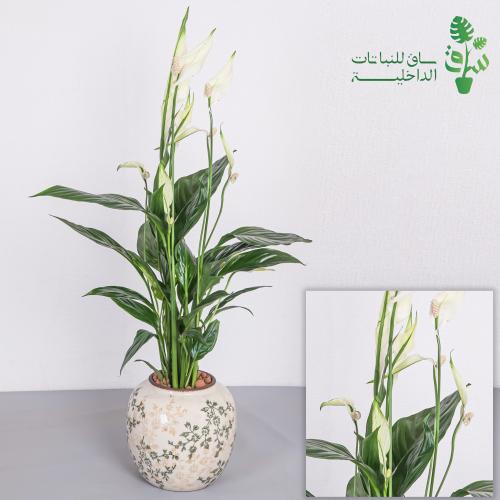 الاشرعة البيضاء مجهزة بمركن كلاسيكي مزخرف