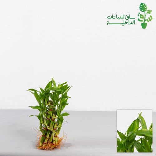 ساق البامبو تصاعدية