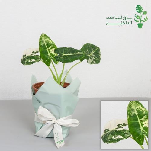 الوكاسيا فريديك البو (مبرقشة)Alocasia Frydek Varie...