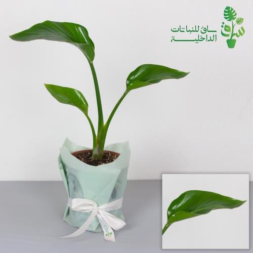 عصفور الجنة هولندي