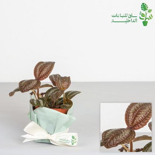 بيليا تشوكلت صغيرة