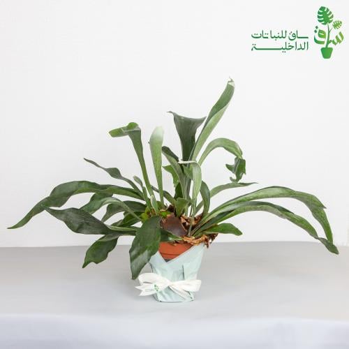 بلاتيسيريوم بيفوركاتوم ‏قرون الغزال Platycerium bi...