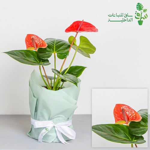 انتوريوم احمر