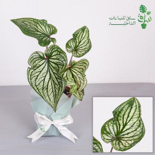 كالاديوم