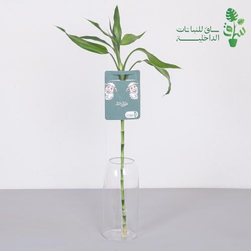 12 توزيعات ساق البامبو مع كرت العيد (بدون فازة)
