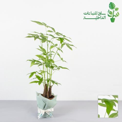 باشيرا اكواتيكا