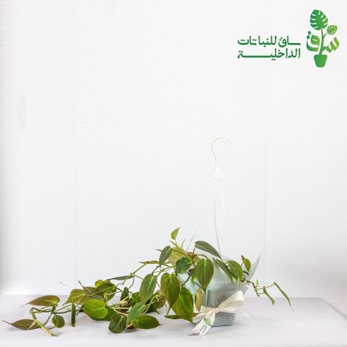 فيلوديندرون ميكنس (ميكانز) ذات الاوراق الحمراء