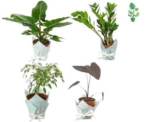 مجموعة 4 نباتات سهلة العناية تناسب المبتدئين